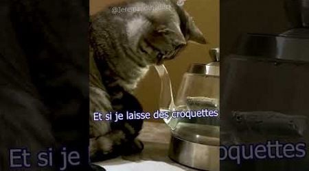 Les questions existentielles des chats