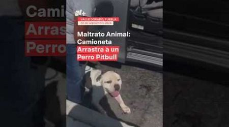 Maltrato animal; Una camioneta arrastra a un perro pitbull - N+ #Shorts