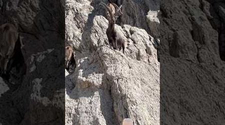 Leader Ibex in the alps from Switzerland #animals #view