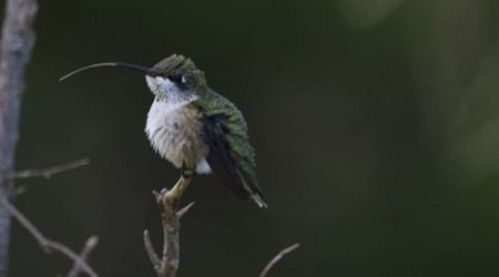 10-foot sunflowers and a cheeky hummingbird: Enjoy these photos from around New Brunswick