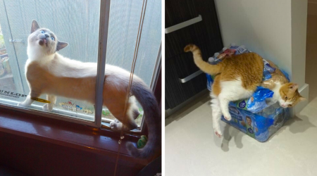 31 Silly Meowmentos of Curious Cats Stuck in Purrfectly Preposterous Places to Avoid Going Back to Work Tomorrow