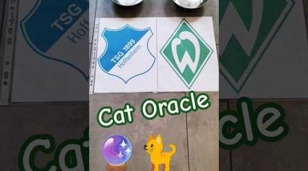 Cat Oracle predicts TSG Hoffenheim vs SV Werder Bremen