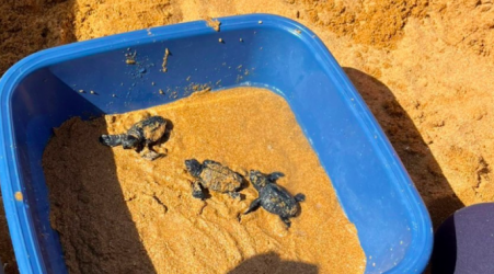  Last turtle nest found this season hatches early, producing 67 hatchlings 