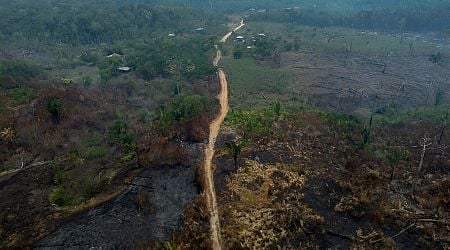 Germany joins criticism of EU anti-deforestation law