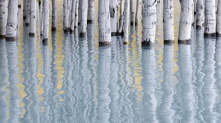 Mesmerizing forest abstracts win Natural Landscape Awards 2024