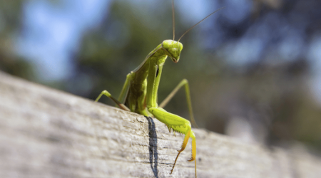 Praying mantis seems to have settled in the Netherlands