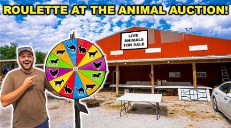 Animal AUCTION with ROULETTE WHEEL!!! (Catch Clean Cook Edition)