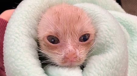 A Few Hours Before This Kitten Was Set to Be Euthanized, He Was Rescued by the Kindest People, and Now, He Is Unrecognizable (Video)