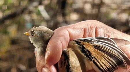 A Perfect Day for Bird-Ringing