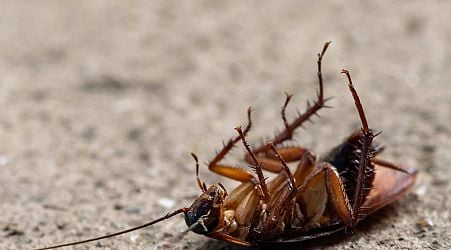 Shocking: Massive cockroach infestation taking over Hungary?