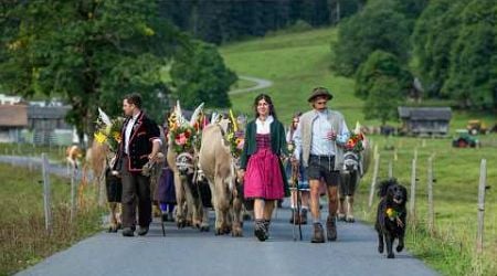 The cows have left the swiss alps - Swiss Tradition 4K