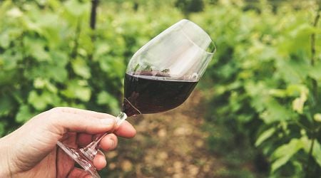 Targeted Support of the Wine Sector Reflected in Improved Quality