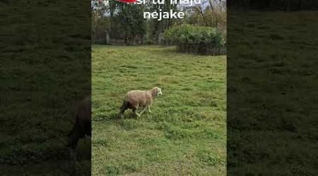 #slovakia #slovensko #progresivneslovensko #umelci #ovca #sheep #tatry #protest #nature #priroda