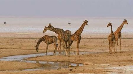 Afrique Australe, la vie sauvage au fil de l&#39;eau