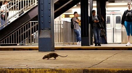 New York City puts problem rats on the contraceptive pill to reduce three million population