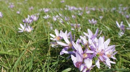 Beware of the autumn crocus plant in Croatia