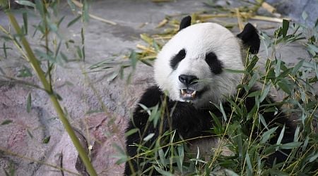 Stubb advocates for UN Reform, pandas return to China, and finding green diamond source: Finland in the world press