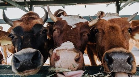 Video: Dutch watchmaker restores Rolex 50 years after it was eaten by a cow