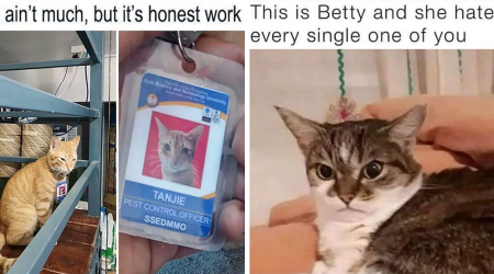 20 Funny Feline Memes for Exhausted Workers Who Want to Call in Sick, Hide under a Blanket, and Cuddle with Their Cats All Day