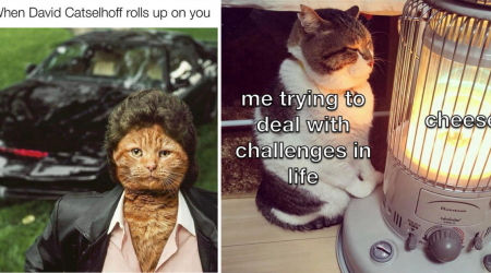 28 Flawless Fluffy Feline Funnies for Whisker-Weary Warriors Working Through Wednesday Woes