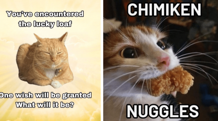 22 Hilarious Cat Pawsts for Hangry Hoomans Who Need Distracting from the Overwhelming Urge to Monch Chimken Nuggies