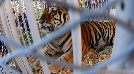 Louisiana governor supports bringing back tradition of having a live tiger at LSU football games