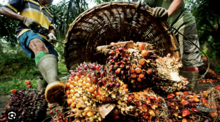  Palm oil withdrawal betrays absence of EU rules on contaminants 