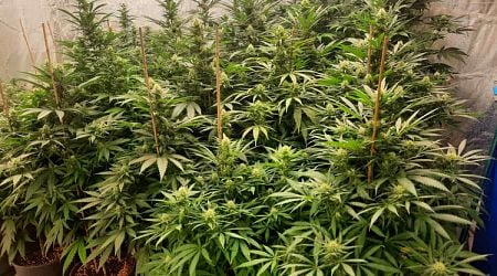 Large Marijuana-growing Greenhouse Discovered in Rural SE Bulgaria