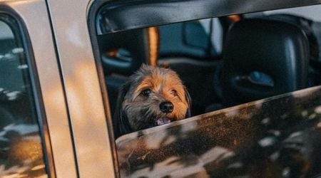 Uber Pet launched in Croatia