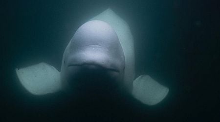 Beluga Whale Accused Of Spying For Russia Found Dead