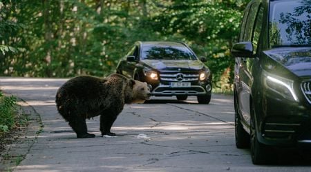 La controversa strategia della Romania per convivere con gli orsi