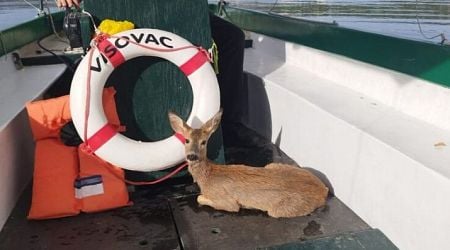 Fawn rescue at Visovac highlights need for responsible visitor behaviour