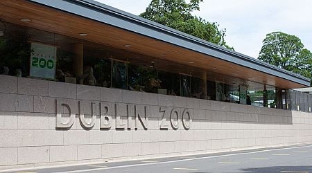 Dublin Zoo announces FREE tickets for a limited time - but there's one important catch