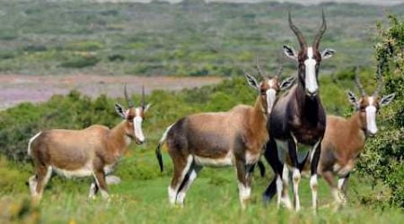 Afrique Australe, la faune face aux saisons