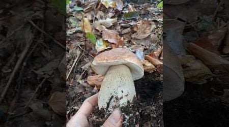 Beautiful boletus #houby #mushroom #forest #nature #funghi #fungi #les #czechrepublic #grzyby