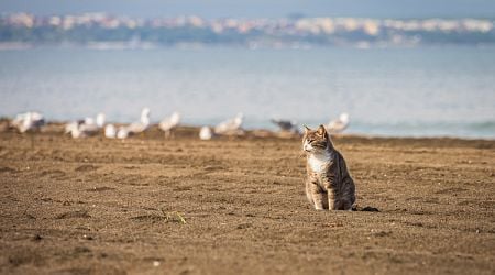 Exhibition of Cats, Dogs to Promote Adoption of Strays in Ruse 