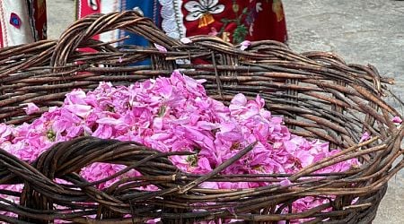 Growth in Rose Oil Production Registered in 2024