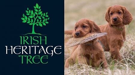 Plant an Irish Heritage Tree for your beloved pet on the Feast Day of St. Francis