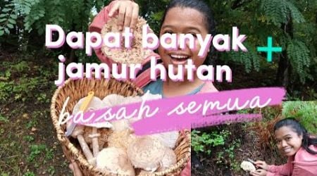 Panen banyak jamur di hutan sampai basah kuyup #jamurhutan