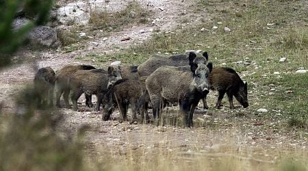 Group Hunt for Wild Boar, Small Native Game to Open on October 5