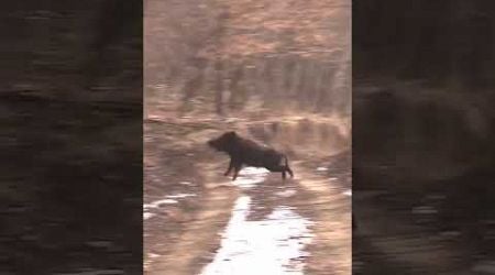 Hunting Wild Boar In Sweden - Aimpoint #hunting #wildboar #wildlife #rifle