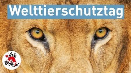 Welttierschutztag 2024 | VIER PFOTEN