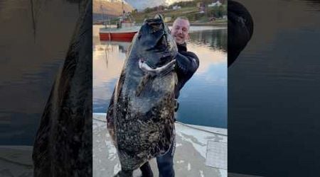 Spearfishing GIANT Halibut in Norway! #spearfishing #halibut