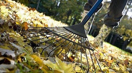 Gardeners must never throw leaves in the bin