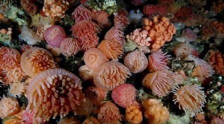 Spotting soft coral garden off Newfoundland 'once in a lifetime' opportunity, researcher says