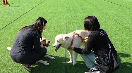 Take your dog to a festival this October