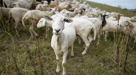 Not a Baaaad Idea for Cities Looking to Clean Up Land