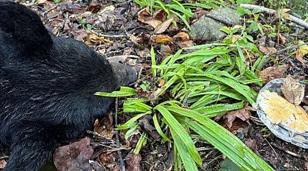 Black bear hit and killed while trying to eat pancakes by roadside in tragic photo