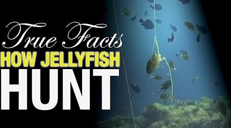 Ze Frank's True Facts: How Jellyfish Hunt