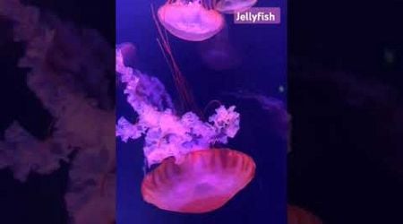 #jellyfish #waterworld #dubai#emirates